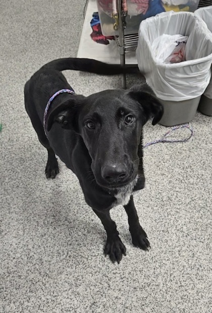 Shelter Stray Male Dog last seen Simmons/Hazel, New Bern City Limits, NC, 1639 Old Airport Rd, New Bern, NC 28562, USA