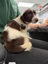 Shelter Stray Female Dog last seen Highway 17 Old VB Road, Vanceboro,, 1639 Old Airport Rd, New Bern, NC 28562, USA