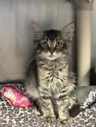 Shelter Stray Female Cat last seen East Front St., New Bern City Limits, NC, 1639 Old Airport Rd, New Bern, NC 28562, USA