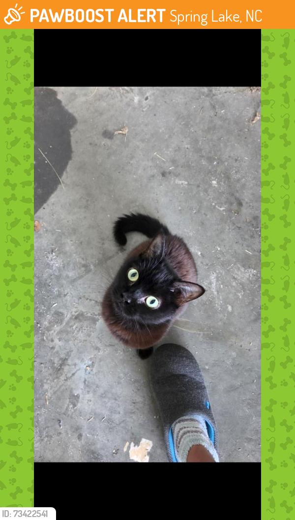 Found/Stray Female Cat last seen Ray Rd, Spring Lake, NC 28390