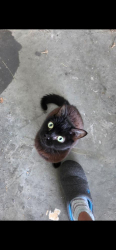 Found/Stray Female Cat last seen Ray Rd, Spring Lake, NC 28390