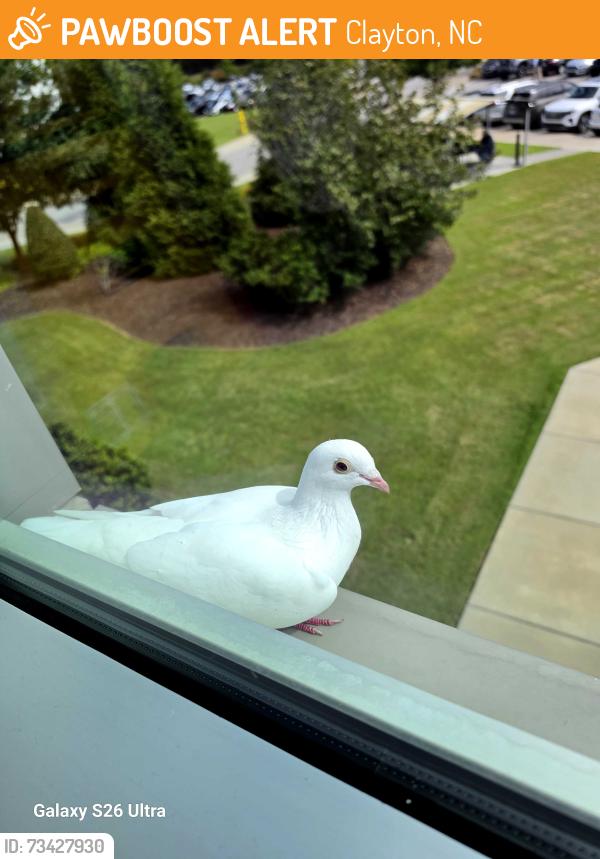 Found/Stray Unknown Bird last seen Grifols parking lot, Clayton, NC 27520