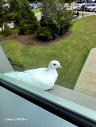 Found/Stray Unknown Bird last seen Grifols parking lot, Clayton, NC 27520