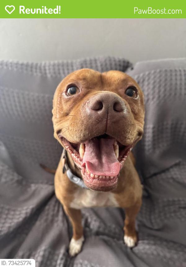 Reunited Female Dog last seen Division St, National City, CA 91950