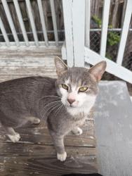 Found/Stray Male Cat last seen Near fairmount, Newark, NJ 07103