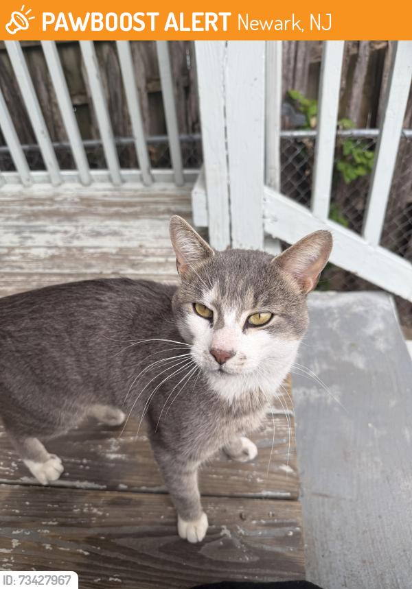 Found/Stray Male Cat last seen Near fairmount, Newark, NJ 07103
