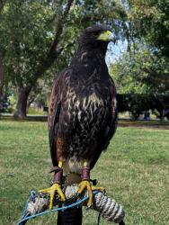 Lost Female Bird last seen Rue Fountainbleau and Rue Fontenay, San Diego CA, San Diego, CA 92131