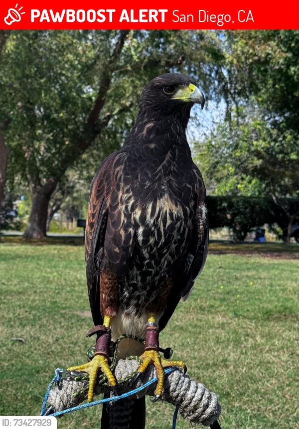 Lost Female Bird last seen Rue Fountainbleau and Rue Fontenay, San Diego CA, San Diego, CA 92131