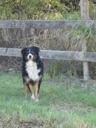 Found/Stray Unknown Dog last seen South 41st and west 78th, Tulsa, OK 74107