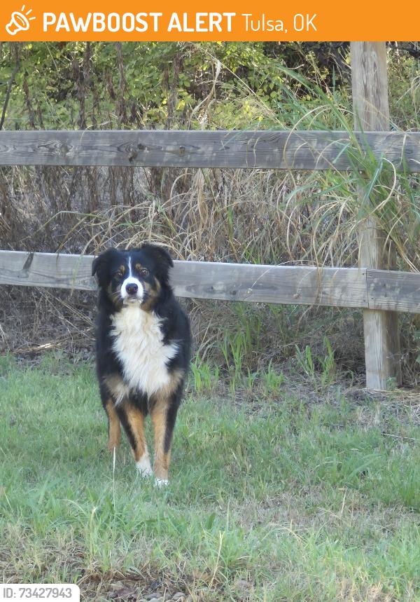 Found/Stray Unknown Dog last seen South 41st and west 78th, Tulsa, OK 74107