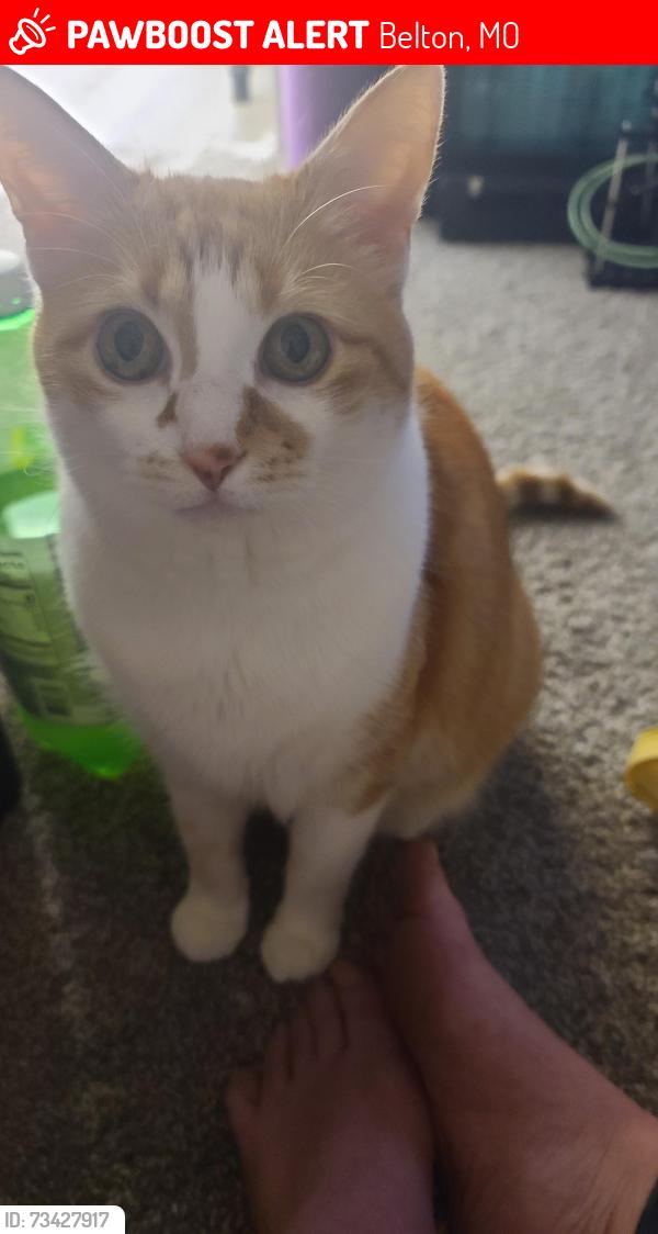 Lost Female Cat last seen Carol Ave, Mill Street. Dawn Ave, Belton, MO 64012