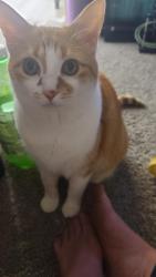 Lost Female Cat last seen Carol Ave, Mill Street. Dawn Ave, Belton, MO 64012