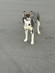 Found/Stray Female Dog last seen Peralta Avenue, Riverside, CA 92509