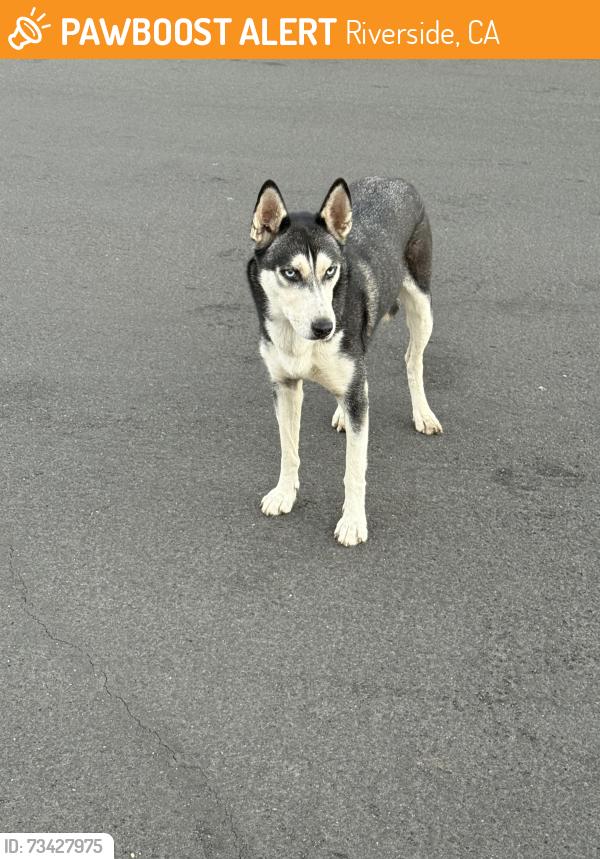 Found/Stray Female Dog last seen Peralta Avenue, Riverside, CA 92509
