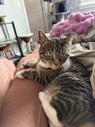 Lost Female Cat last seen neptune park, Saratoga Springs, UT 84045