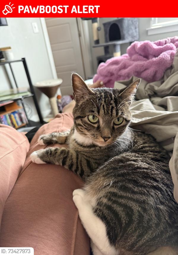 Lost Female Cat last seen neptune park, Saratoga Springs, UT 84045