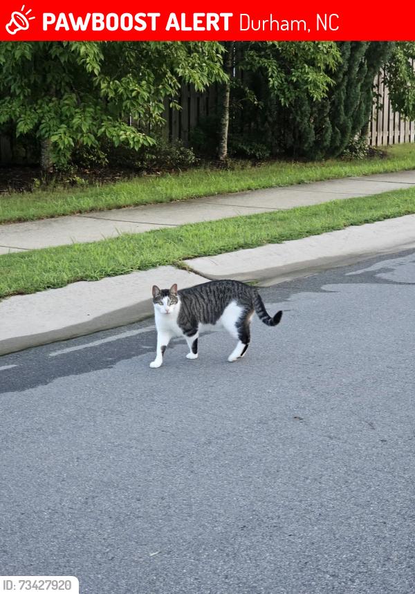 Lost Male Cat last seen Kestrel Heights Ct Durham in BrightLeaf at the Park, Durham, NC 27703