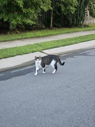 Lost Male Cat last seen Kestrel Heights Ct Durham in BrightLeaf at the Park, Durham, NC 27703