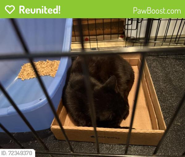 Reunited Female Cat last seen Lembeck and Romar, Jersey City, NJ, Jersey City, NJ 07305
