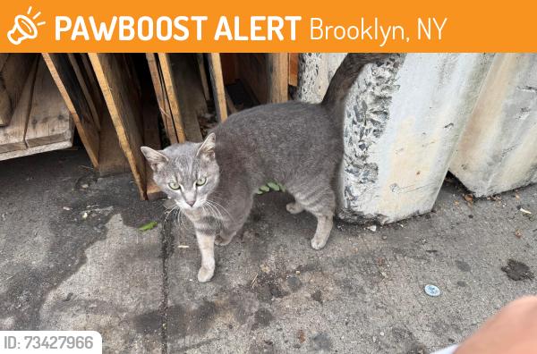Found/Stray Female Cat last seen Michael Griffith St Near Utica Avenue and Schenectady Avenue., Brooklyn, NY 11213
