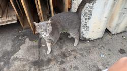 Found/Stray Female Cat last seen Michael Griffith St Near Utica Avenue and Schenectady Avenue., Brooklyn, NY 11213