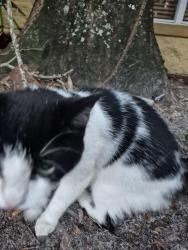 Found/Stray Female Cat last seen The Pinnacle apmts on Lynn Road, Tampa, FL 33624