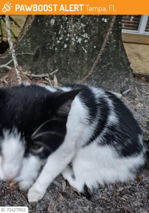 Found/Stray Female Cat last seen The Pinnacle apmts on Lynn Road, Tampa, FL 33624