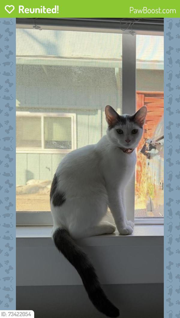 Reunited Female Cat last seen Stephen rd, Aptos, CA 95003