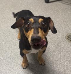 Shelter Stray Male Dog last seen Near James St, Escondido, CA, 92027, Escondido, CA 92027, USA