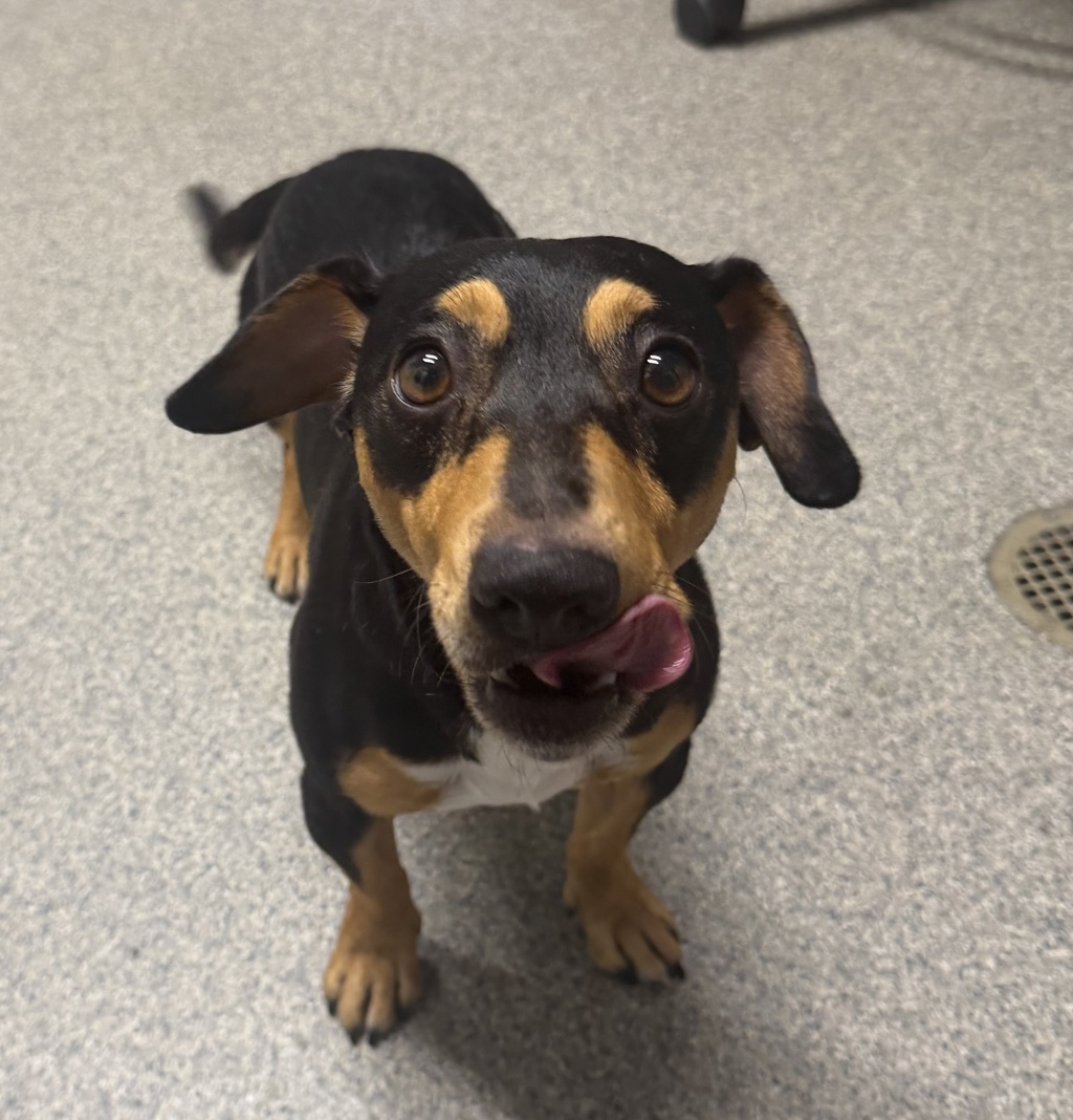 Shelter Stray Male Dog last seen Near James St, Escondido, CA, 92027, Escondido, CA 92027, USA
