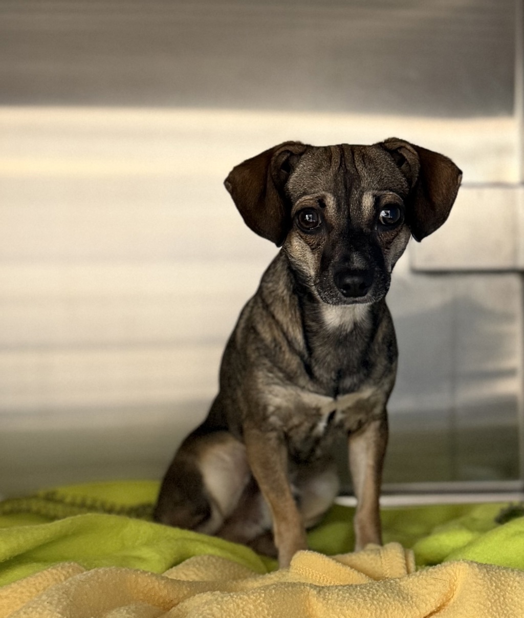 Shelter Stray Male Dog last seen Near Attix Street, San Diego, CA, 92114, 5500 Gaines St, San Diego, CA 92110, USA