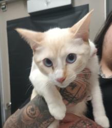 Shelter Stray Male Cat last seen Prospect Avenue, Santee, CA, 92071, El Cajon, CA 92020, USA