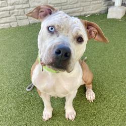 Shelter Stray Female Dog last seen Near W North Temple Street, SALT LAKE CITY, UT, 84116, 511 W 3900 S, Salt Lake City, UT 84123, USA