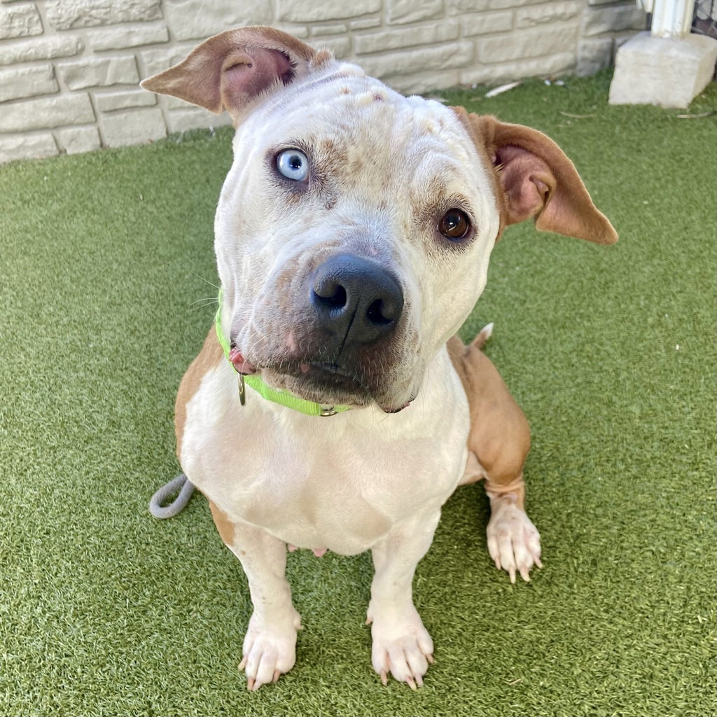 Shelter Stray Female Dog last seen Near W North Temple Street, SALT LAKE CITY, UT, 84116, 511 W 3900 S, Salt Lake City, UT 84123, USA