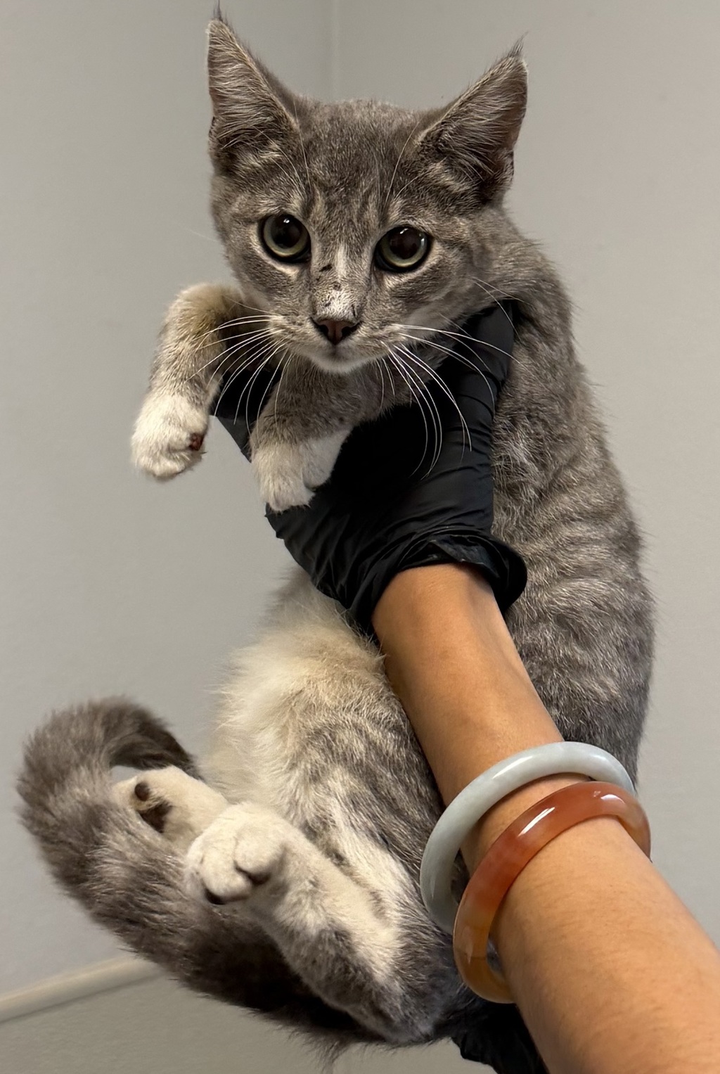 Shelter Stray Female Cat last seen Near Palm Avenue, San Diego, CA, 92154, 5500 Gaines St, San Diego, CA 92110, USA