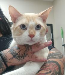 Shelter Stray Male Cat last seen Prospect Avenue, Santee, CA, 92071, El Cajon, CA 92020, USA