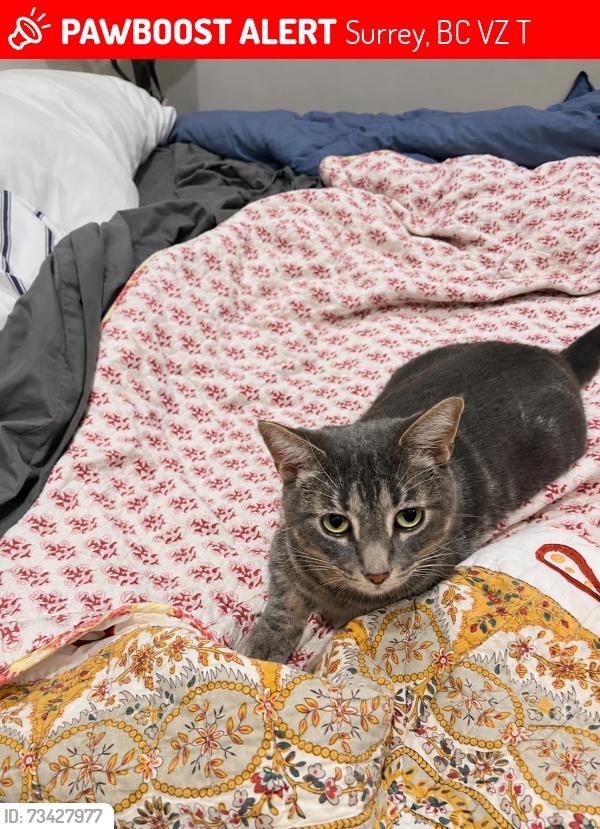 Lost Male Cat last seen 17a Avenue & 167th Street, Surrey, Bc, Canada, Surrey, BC V3Z 0T3