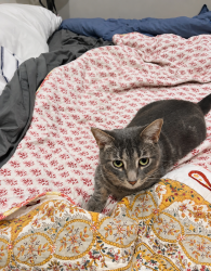 Lost Male Cat last seen 17a Avenue & 167th Street, Surrey, Bc, Canada, Surrey, BC V3Z 0T3