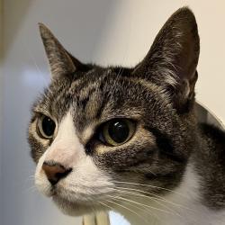 Shelter Stray Female Cat last seen ., Spring Valley, CA, 91977, 5500 Gaines St, San Diego, CA 92110, USA