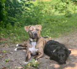 Lost Female Dog last seen Right behind Domino's off of Columbia Dr, Decatur, GA 30032