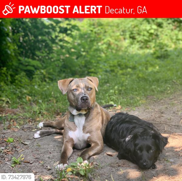 Lost Female Dog last seen Right behind Domino's off of Columbia Dr, Decatur, GA 30032