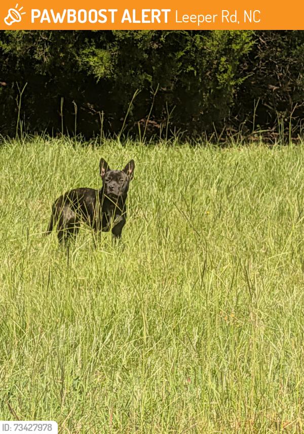 Found/Stray Unknown Dog last seen Hanging out in field between the two yellow gates, Leeper Rd, NC 28371