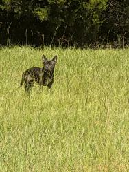 Found/Stray Unknown Dog last seen Hanging out in field between the two yellow gates, Leeper Rd, NC 28371