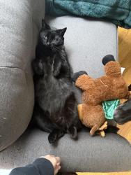Lost Male Cat last seen Taunton and harmony, Oshawa, ON L1K 2P5