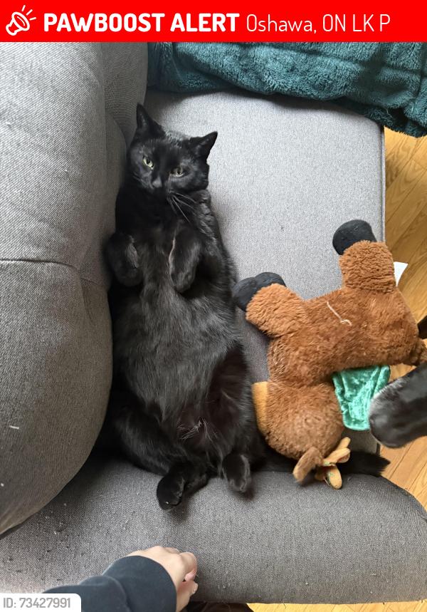 Lost Male Cat last seen Taunton and harmony, Oshawa, ON L1K 2P5