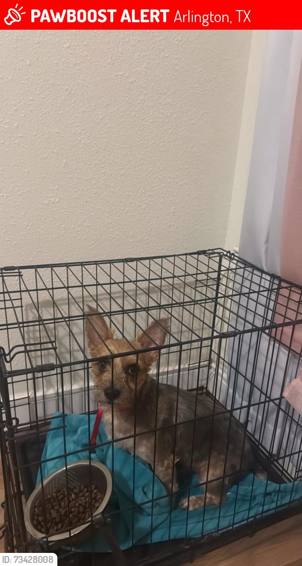 Lost Male Dog last seen Close the address, Arlington, TX 76010