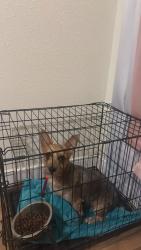 Lost Male Dog last seen Close the address, Arlington, TX 76010