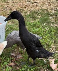 Lost Female Bird last seen Ainsley Rd. and Milestone Dr., Silver Spring, MD 20904