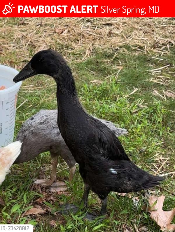 Lost Female Bird last seen Ainsley Rd. and Milestone Dr., Silver Spring, MD 20904