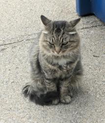 Found/Stray Unknown Cat last seen Exit 85 I94, Galesburg, MI 49053